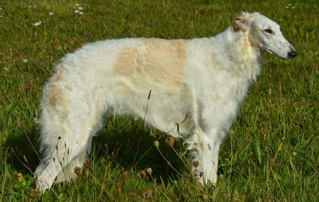 CH. Petrushka Du cot regnier