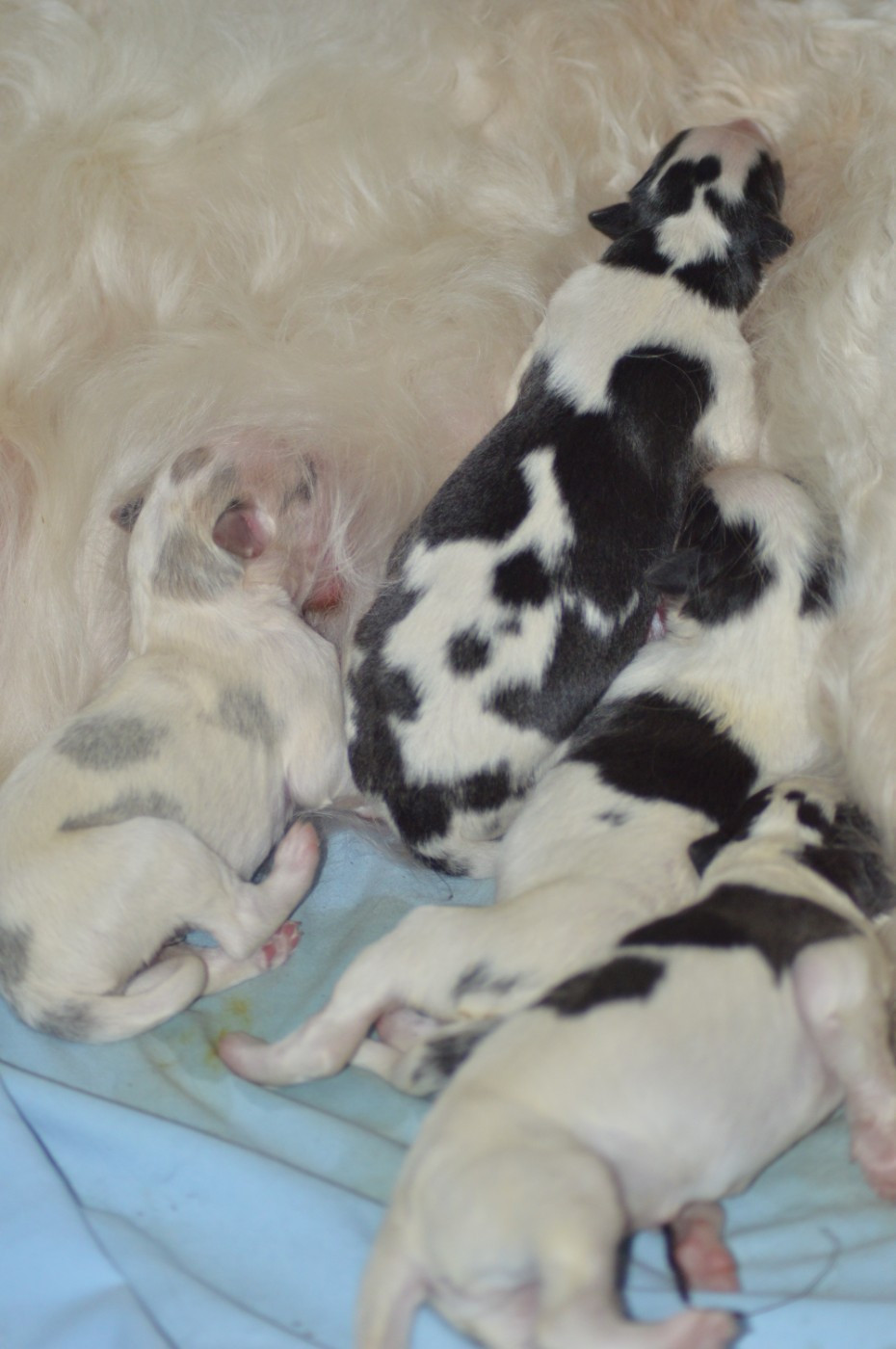 Les Bébés sont nés !